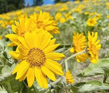 Mount Jumbo Wildflower Walk with Marilyn Marler