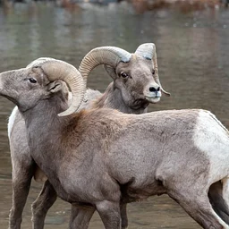 Sights on Cycles: Ram Ruts + Headbutts