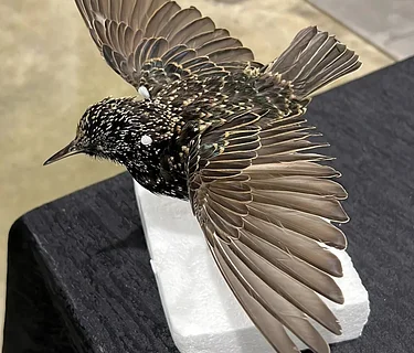 Starling Taxidermy Class