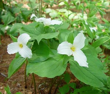 Preserving Iconic Wildflowers: Trillium