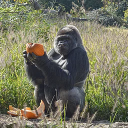 Pumpkin Smash (2026)