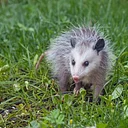 Nature Explorers – Misunderstood Misfits