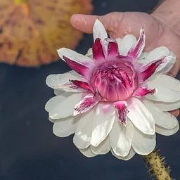 Waterlily Weekend