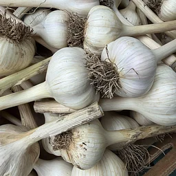 Growing Great Garlic