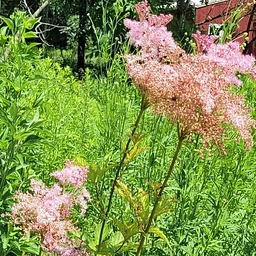 Flora of Warbler Ridge Conservation Area