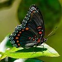 August Weekday Butterfly Walk