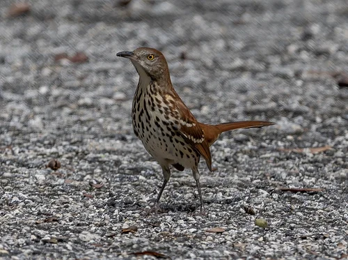 Plantation Preserve Birding