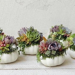 Living Succulent Pumpkin Arrangement