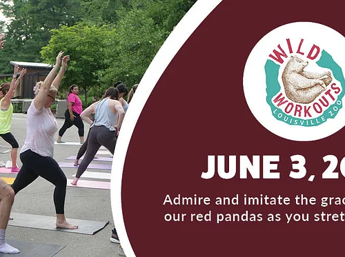 Wild Workout: Pilates (Red Panda)