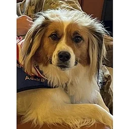 Read To A Therapy Dog: Meet Adaka