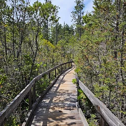 Pygmy Forest Walk (Van Damme)