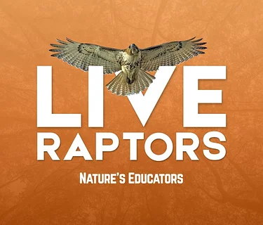 Live Raptors