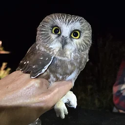 Teen Owl Banding + Pizza Night