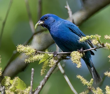 Summer Bird Hike