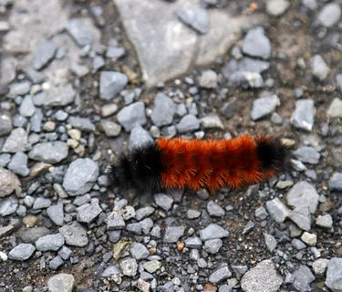 Bug Buddies: Ice-Cold Insects