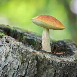 Saturday Nature Hour: Not-Too-Spooky Nature Walk (Marshfield)