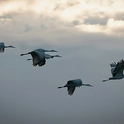Big Bird Gathering