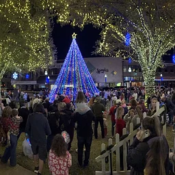 Christmas Tree Lighting