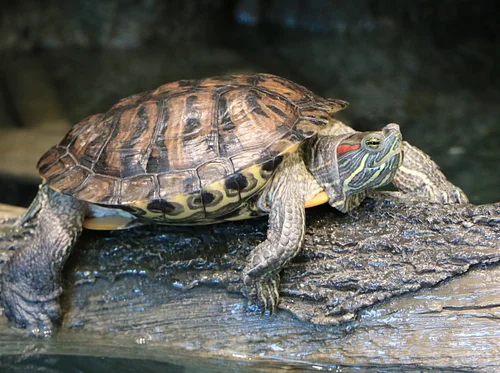 World Turtle Day