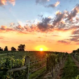 Verona Vineyards & Winery
