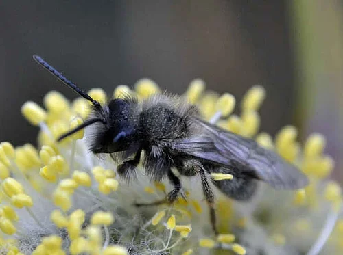 Webinar: Native Bees of PA