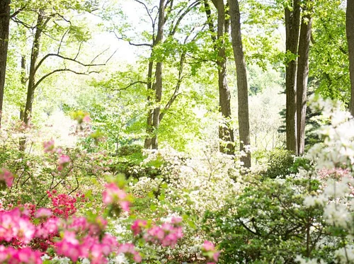 Forest Bathing (5/6)