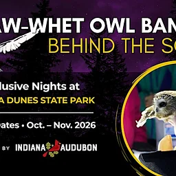 Saw-whet Owl Banding: Behind the Scenes