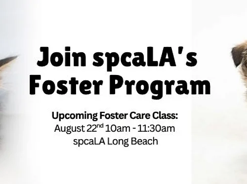 Foster Training Class – August 22nd
