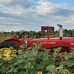 Heap’s Sunflower Harvest