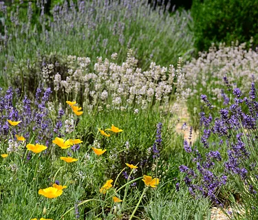 A History of Queens Through Plants