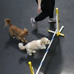 Frolick Small Dog Playgroup