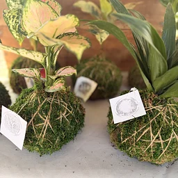 Kokedama Workshop with Wright in the Garden