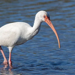 NEW Beginner Bird ID Class (New Birders Only)