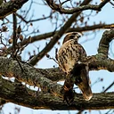 Birding Walk