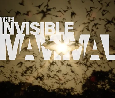 FILM@LIM: The Invisible Mammal | Free