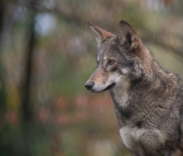 Hard of Hearing Night: Wild Wonders