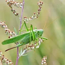 Bug Buddies: Powerful Jumpers