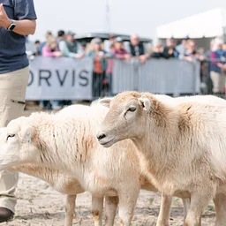 Sheep and Duck Herding Demo