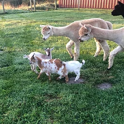 Vidbel Mountain Petting Zoo