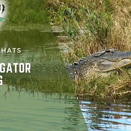 Small Gator Feeding