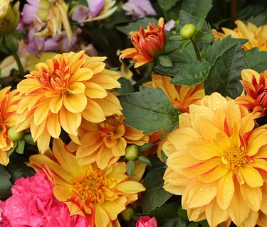 Dahlias 101 with Harvest and Storage