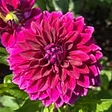 Old Westbury Gardens