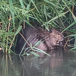 Beavers in your Backyard / Castores en tu jardín