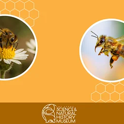 Early Explorers: Busy Bee Storytime