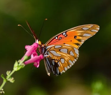 Tejas Garden Stars March Meeting