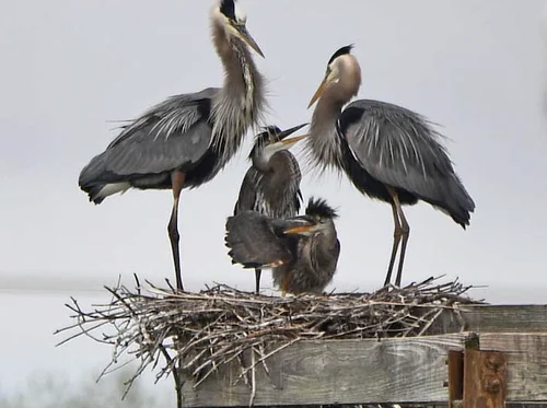 Lake Renwick Photography Bird Hike