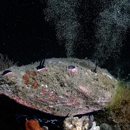 Ocean Aquaculture Panel Discussion: Red Abalone