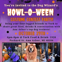 Dog Wizard Halloween Costume Event