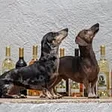 Nectar of the Dogs Wine