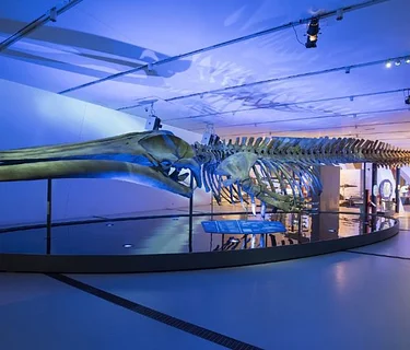 The Blue Whale Story